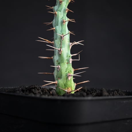 Euphorbia horwoodii / ユーフォルビア ホルウッディ 【挿木】