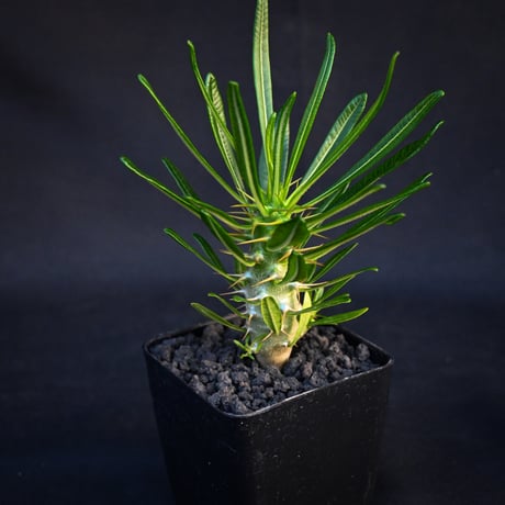 Pachypodium ambongense / パキポディウム アンボンゲンセ 【実生】
