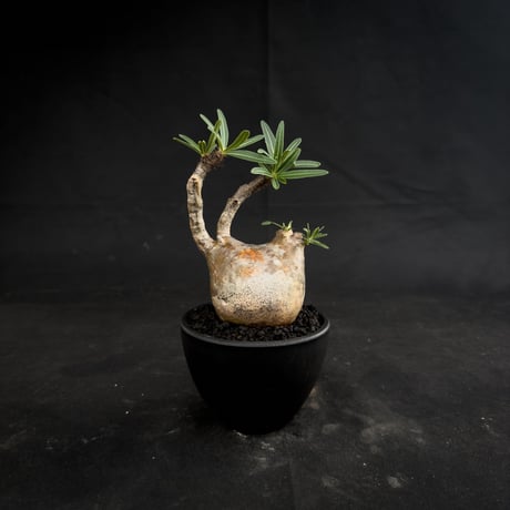 Pachypodium rosulatum var. gracilius / パキポディウム グラキリス 【微発根】