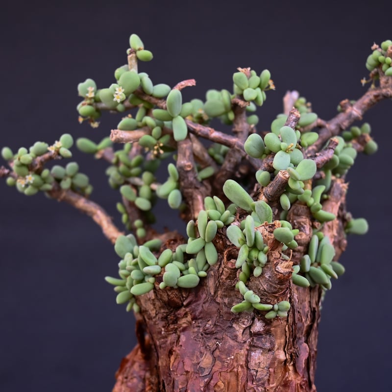 ケラリアピグマエア 雄株発根済