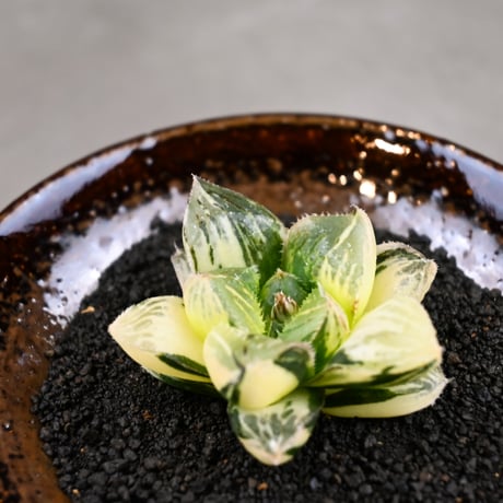 Haworthia 'Juliana' ( 'Mirrorball' X cooperi var. truncata variegated ) / ハオルチア ジュリアナ + 信楽焼