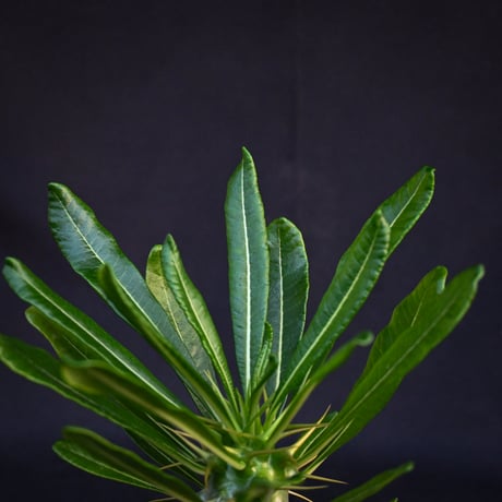 Pachypodium ambongense / パキポディウム アンボンゲンセ 【実生】