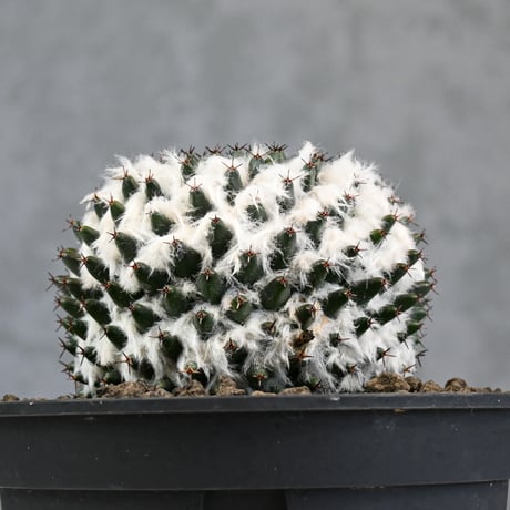 Mammillaria sempervivi v. caput-medusae  / マミラリア 景清 【自根】