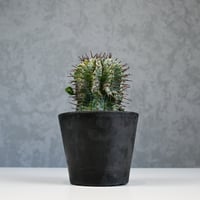 Euphorbia horrida variegated / ユーフォルビア ホリダ 錦 (斑入り) 【発根済】