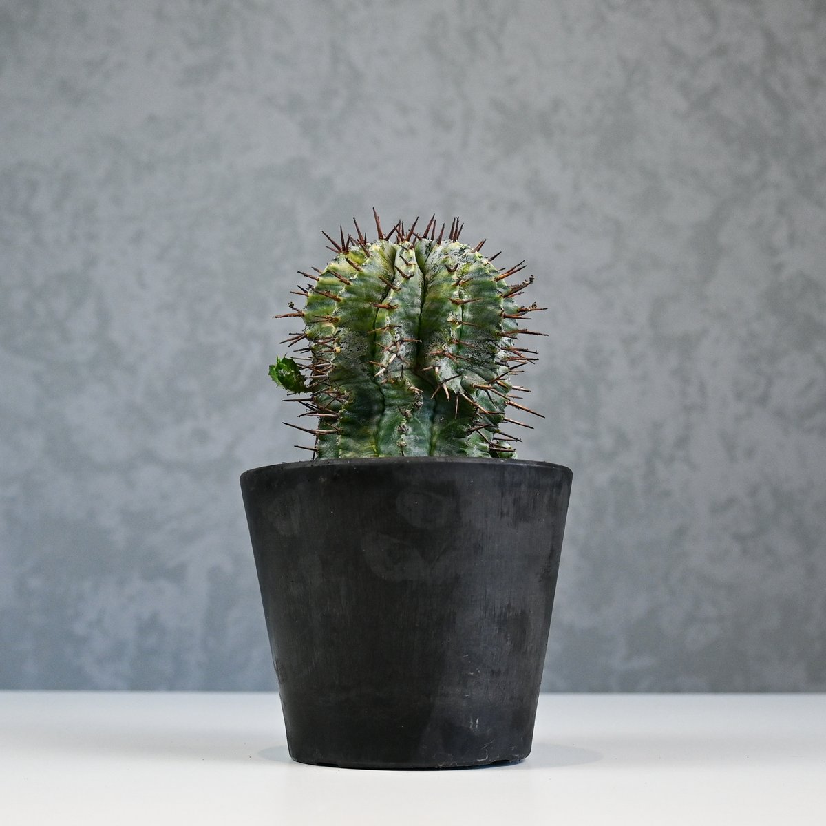 Euphorbia horrida variegated / ユーフォルビア ホリダ 錦 (斑