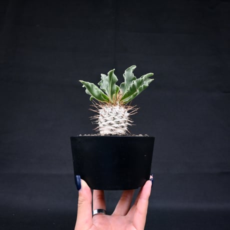Pachypodium namaquanum / パキポディウム ナマクアナム 【実生】