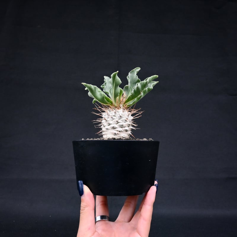 Pachypodium namaquanum / パキポディウム ナマクアナム 【実生