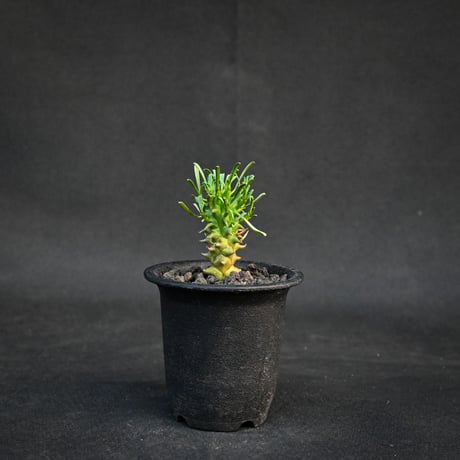 Euphorbia schoenlandii / ユーフォルビア スコエランディ 闘牛角【実生】