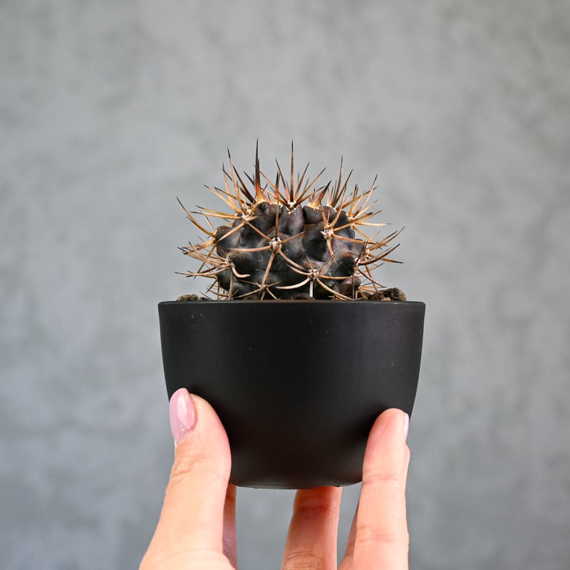 激レア　ピロカクタス　エリオシゾイデス CH1629,　3株セット Pyrrhocactus sp. Cuesta Las Cardas / ピロカクタス (エリ
