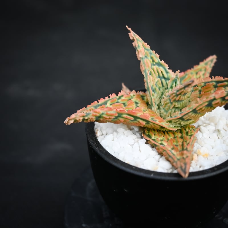Aloe hybrid / アロエ ハイブリッド【微発根】 | GREEN MONSTERS