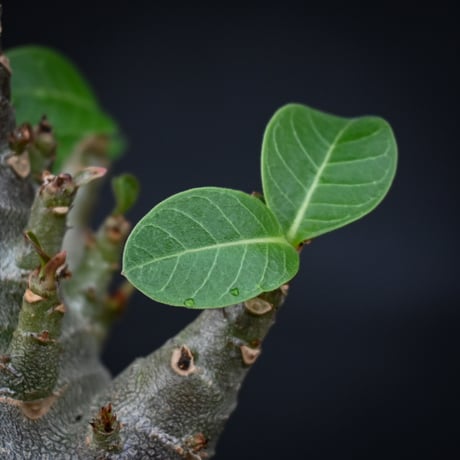 Adenium arabicum super dwarf / アデニウム アラビカム スーパードワーフ【微発根】