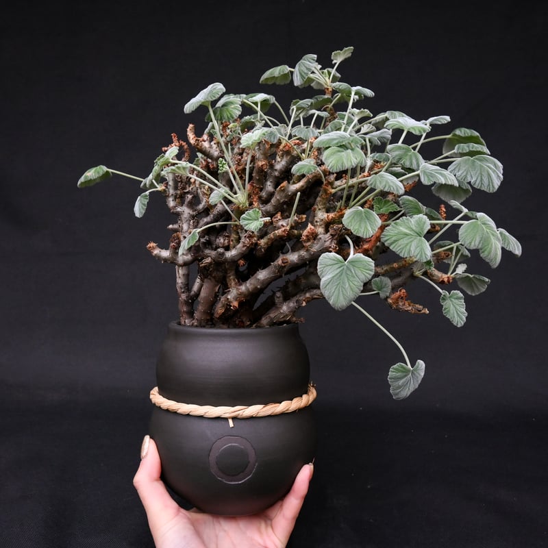 超レア写真5枚目必見！！　ペラルゴニウム　クラシカウレ　多肉植物　塊根植物 超レア写真5枚目必見！！ ペラルゴニウム クラシカウレ 多肉植物