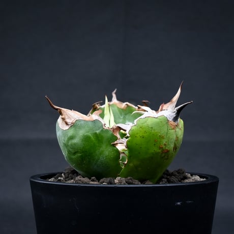 Agave titanota ' Whate Whale ' / アガベ チタノタ '白鯨 '   【発根済】