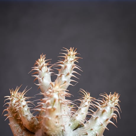 Pachypodium makayense  / パキポディウム マカイエンセ 【微発根】