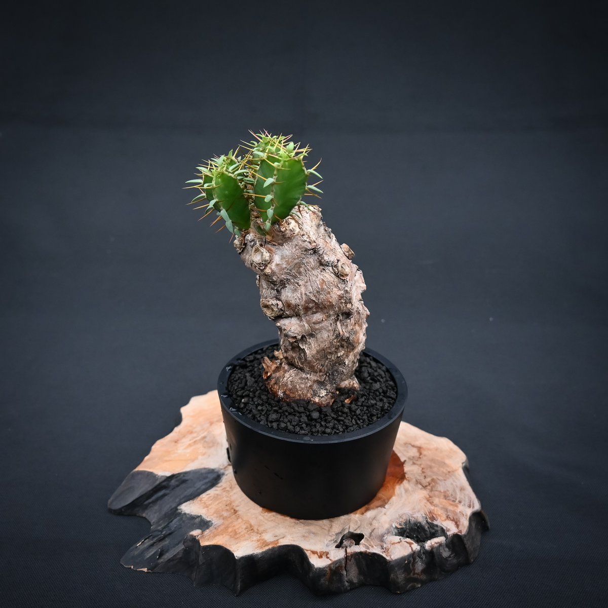 Euphorbia mlanjeana / ユーフォルビア ムランジーナ 【発根済