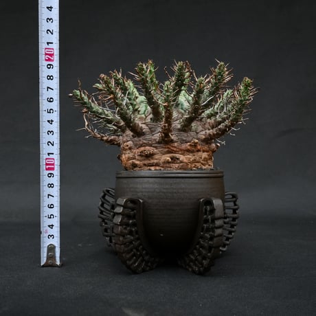 Euphorbia fusca / ユーフォルビア フスカ 【発根済】 + 金釉透彫五翼鉢 後藤瑞葉氏 作