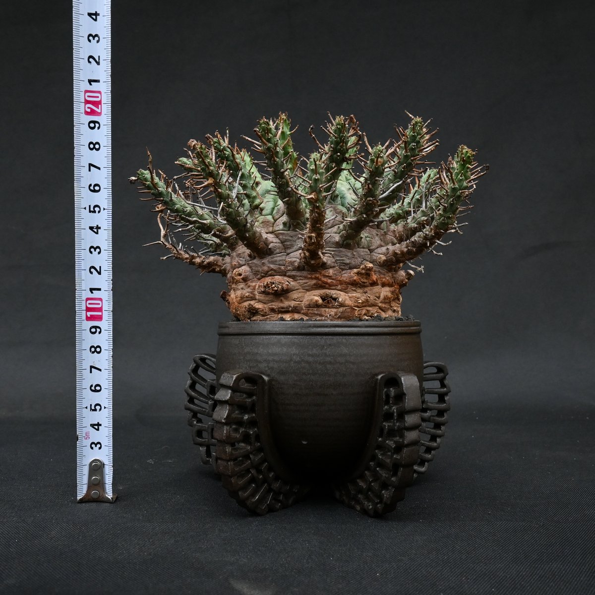 【大株】　ユーフォルビア　フスカ　Euphorbia fusca 発根済み t_DJA2VtxALqfRPGiJeMjIyFy1yngb
