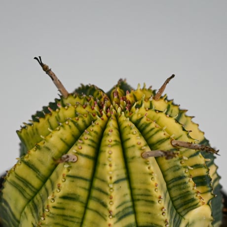 Euphorbia obesa hyb ’ Bonten ’ variegated / ユーフォルビア オベサ 丹天 錦 斑入り 【発根済】 + 信楽焼