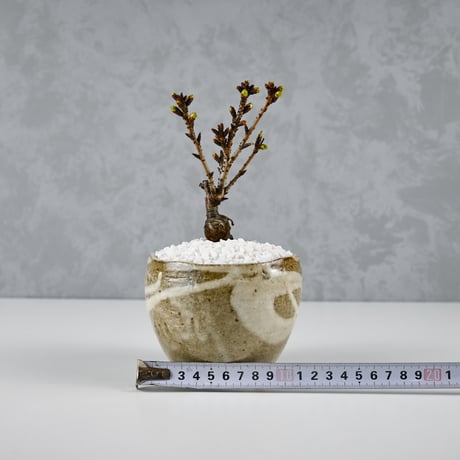【桜盆栽】 Cerasus serrulata 'Asahiyama' / サクラ '旭山' (朝日山) / アサヒヤマ + 信楽焼
