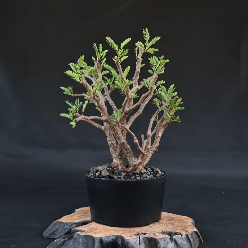 Senna meridionalis / センナ メリディオナリス 【発根済 Senna meridionalis / センナ メリディオナリス 【発根済