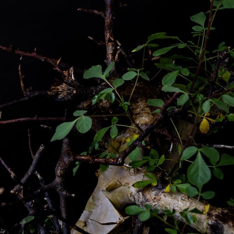 【PL】Commiphora kataf ver. turkanensis / コミフォラ カタフ ターカネンシス + 信楽焼 (微発根)