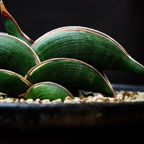 【PL】Sansevieria rorida / サンセベリア ロリダ 微斑入り + 信楽焼 (発根済) (サンスベリア)