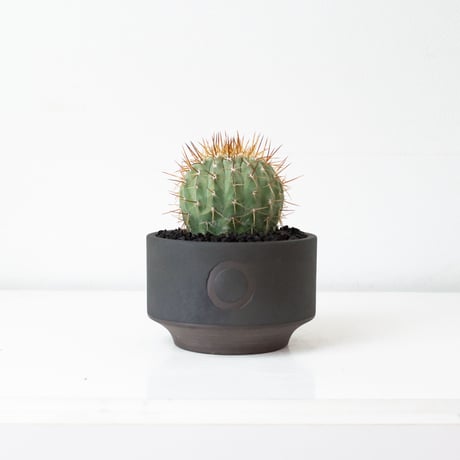 【QUTOTEN. コラボ商品】Copiapoa cinerea var. columna-alba / コピアポア コルムナアルバ 孤竜丸 白棘【実生】+ 利休 -RIKYU-