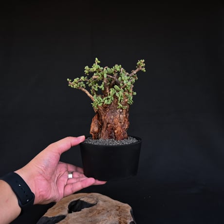 [雄株]  Ceraria pygmaea / ケラリア ピグマエア 【発根済】
