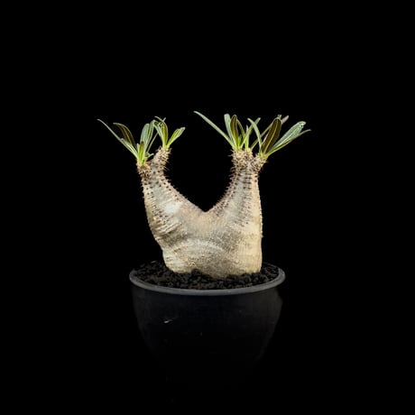 Pachypodium rosulatum var. gracilius / パキポディウム グラキリス 【微発根】