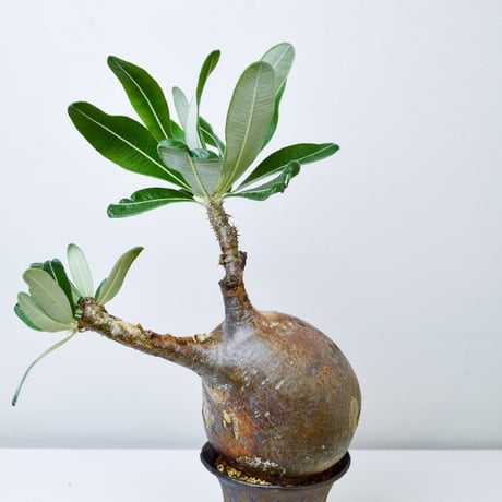 【PL】Pachypodium rosulatum var. gracilius / パキポディウム グラキリウス + 信楽焼 (微発根)