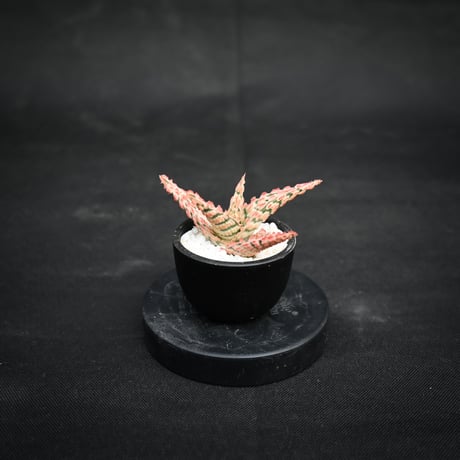 Aloe hybrid / アロエ ハイブリッド【微発根】