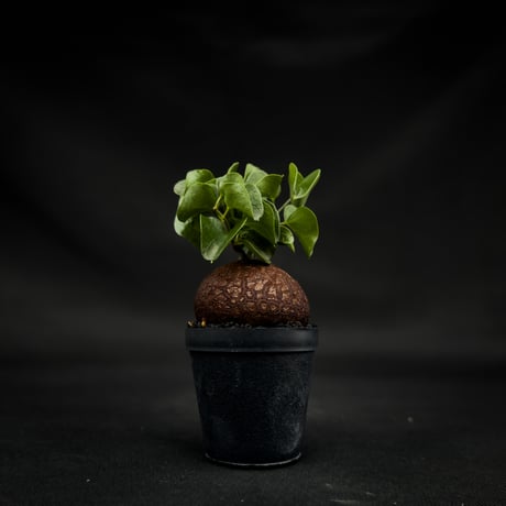 Dioscorea elephantipes / ディオスコレア エレファンティペス【 アフリカ 亀甲竜 】