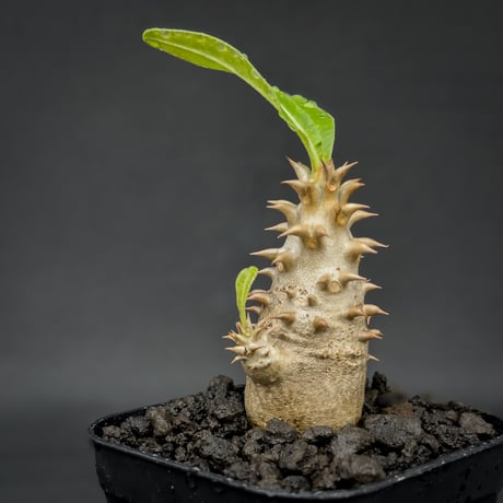 Pachypodium bicolor / パキポディウム ビカラー (バイカラー)【実生】