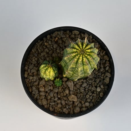 Euphorbia obesa hyb ’ Bonten ’ variegated / ユーフォルビア オベサ 丹天 錦 斑入り 【発根済】