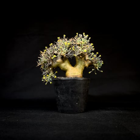 othonnaeuphorbioides | STORES othonnaeuphorbioides | STORES