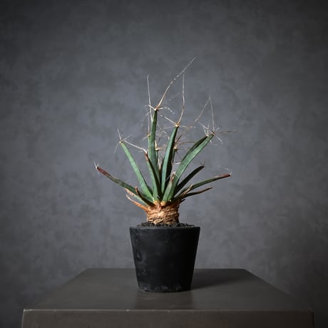 Leuchtenbergia principis / レウクテンベルギア プリンキピス 晃山【実生】