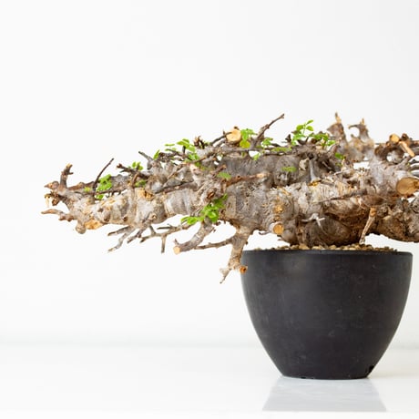 Commiphora sp. somalia eyl / コミフォラ エイル (微発根)