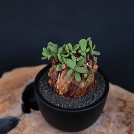 Ceraria pygmaea / ケラリア ピグマエア 【発根済】 [雌雄未判別]