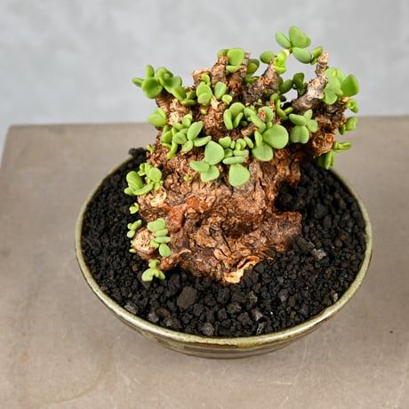 Ceraria pygmaea / ケラリア ピグマエア 【微発根】+ 信楽焼