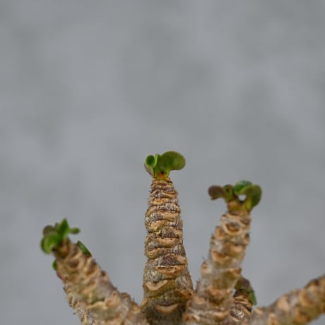 Adenium arabicum 'D.H.A.' / アデニウム アラビカム 獅子葉  【発根済】+ 信楽焼
