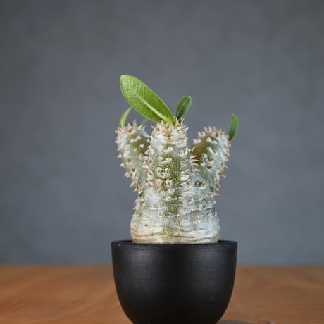 Pachypodium ' Densicaule ' / パキポディウム デンシカウレ 恵比寿大黒 (恵比須大黒)【微発根】