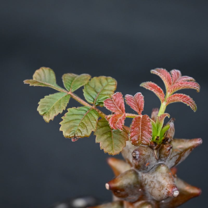 Premium Line】 Beiselia mexicana / ベイセリア メキシカーナ