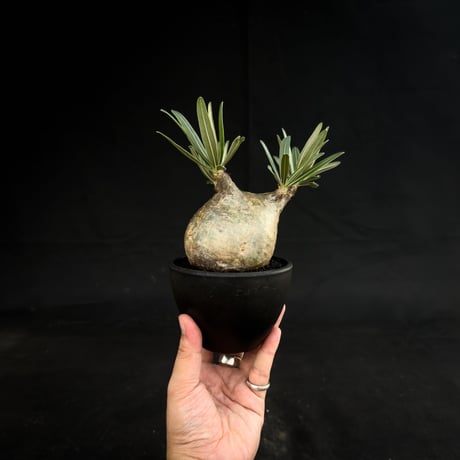 Pachypodium rosulatum var. gracilius / パキポディウム グラキリス 【微発根】