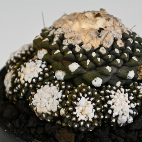 Copiapoa tenuissima / コピアポア テヌイシマ 【実生】