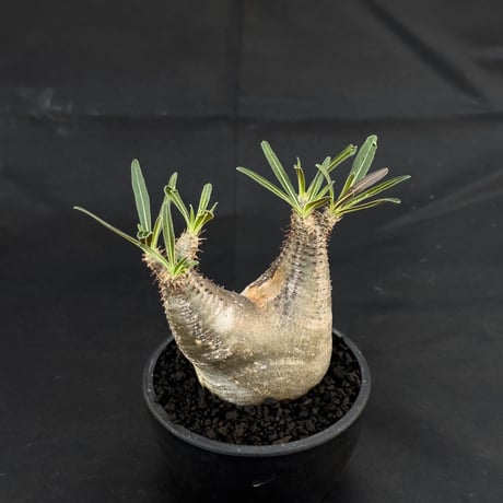 Pachypodium rosulatum var. gracilius / パキポディウム グラキリス 【微発根】