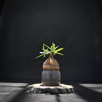 【Premium Line】 Pachypodium rosulatum var. gracilius / パキポディウム グラキリス 【発根済】 + Vintage 【後藤 瑞葉】