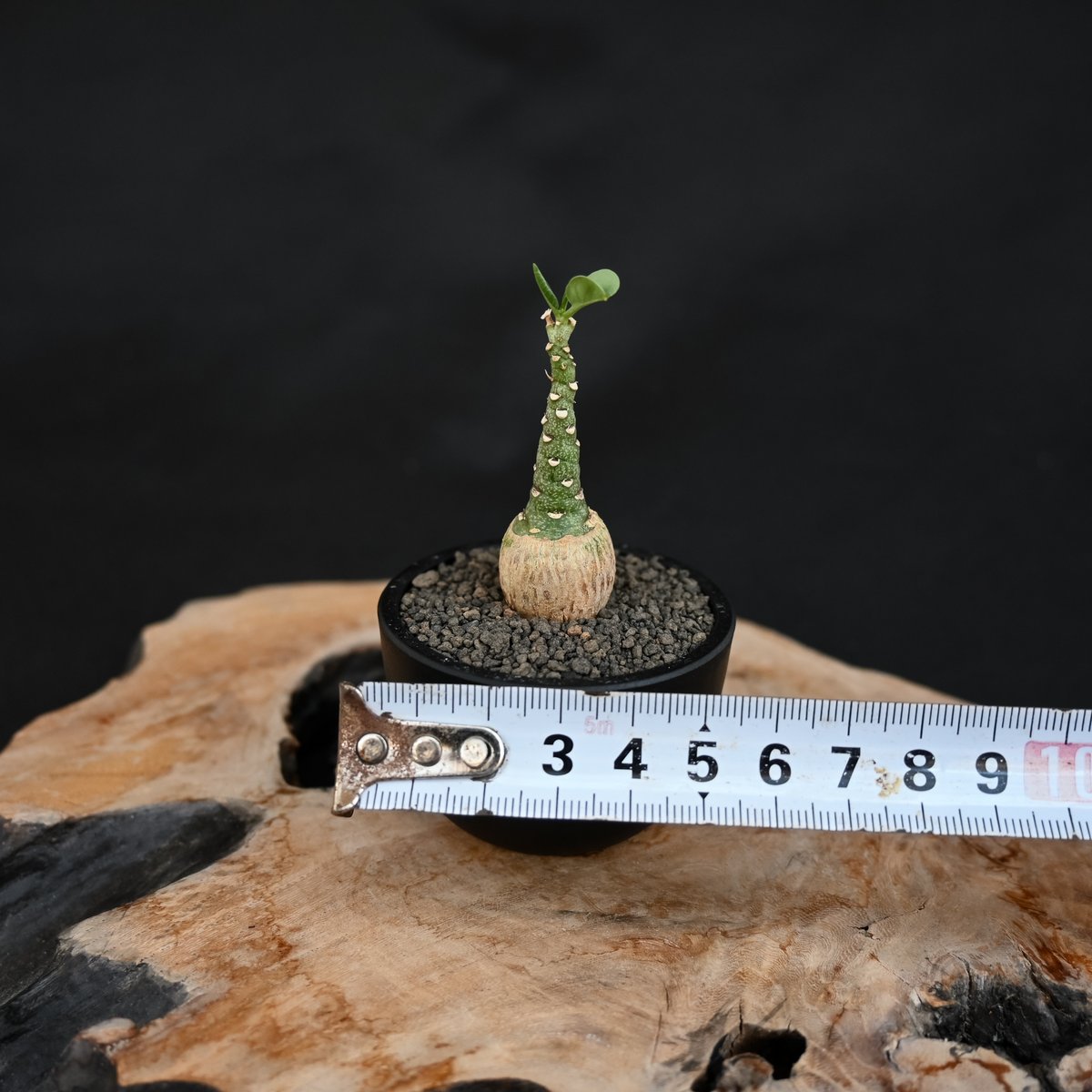 Adenia pechuelii / アデニア ペチュエリー 【実生】 | GREEN MON