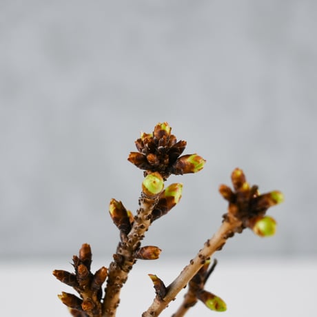 【桜盆栽】 Cerasus serrulata 'Asahiyama' / サクラ '旭山' (朝日山) / アサヒヤマ + 信楽焼
