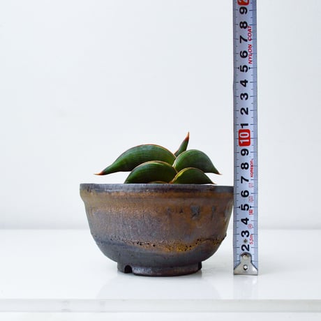【PL】Sansevieria rorida / サンセベリア ロリダ 微斑入り + 信楽焼 (発根済) (サンスベリア)