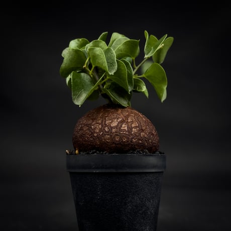 Dioscorea elephantipes / ディオスコレア エレファンティペス【 アフリカ 亀甲竜 】
